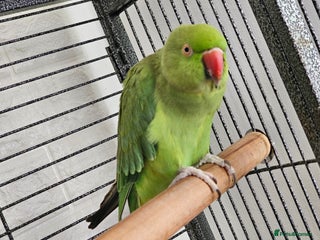 Ringnecks birds in Milton Keynes - Advert 6