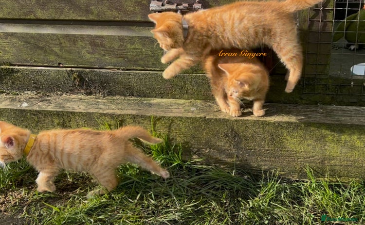 Mixed Breed cats - Advert 3