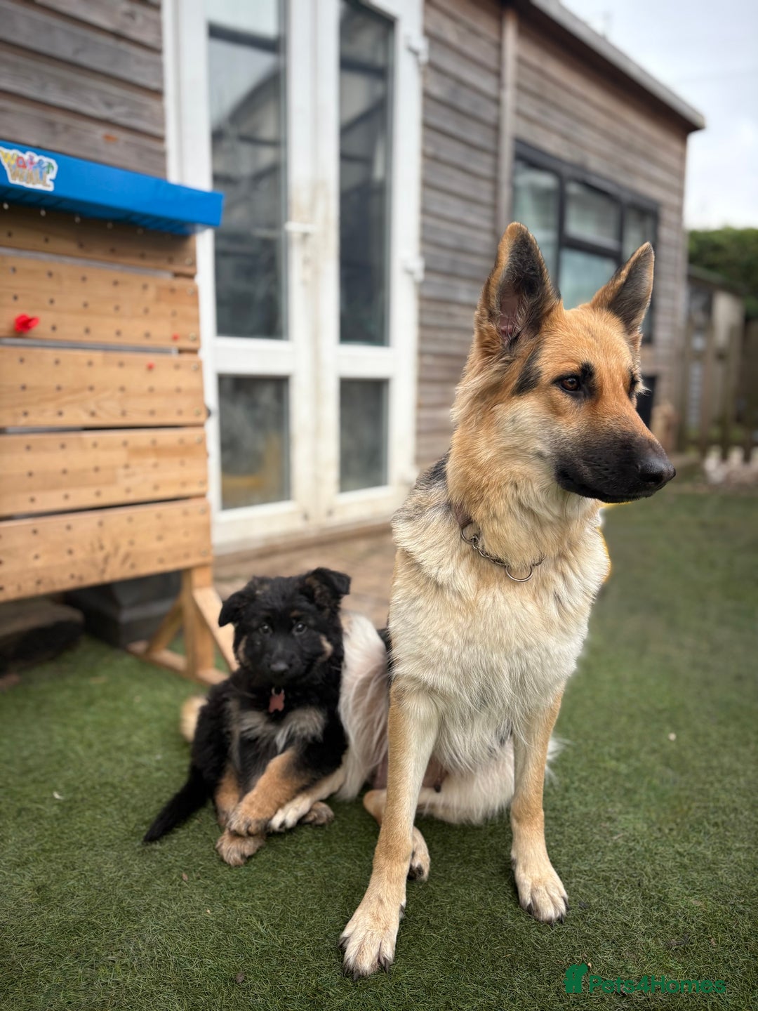 German Shepherd dogs for sale: 🐾 Beautiful Family-Raised German Shepherds 🐾 - Advert 23