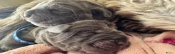 Neapolitan Mastiff dogs for sale: Neapolitan mastiff puppies 1 girl grey/1 boy grey  - Advert 4