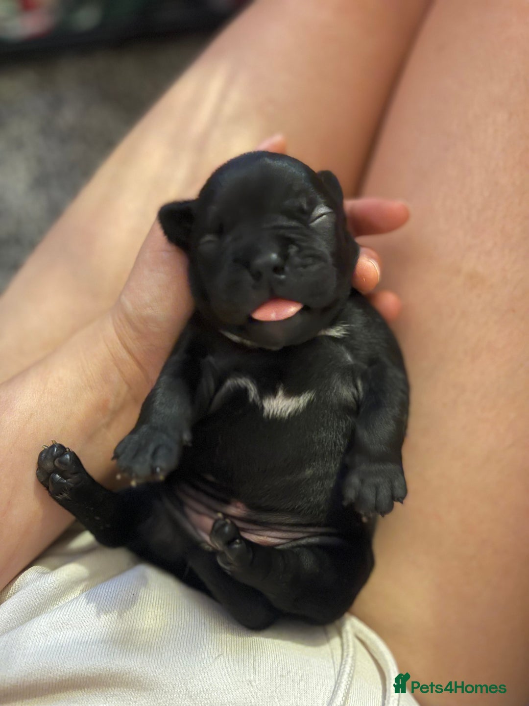 Mixed Breed dogs for sale: French Bulldog X Pocket Bullies for sale  - Image 3