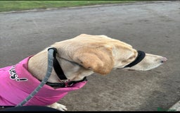 Labrador Retriever dogs for sale: Labrador pups - Image 26