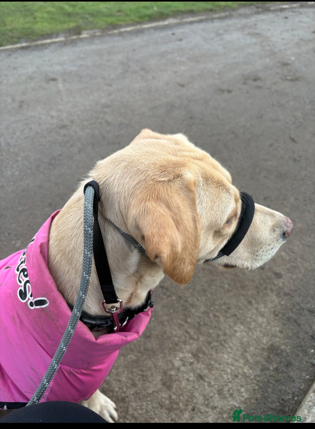 Labrador Retriever dogs for sale: Labrador pups - Image 26