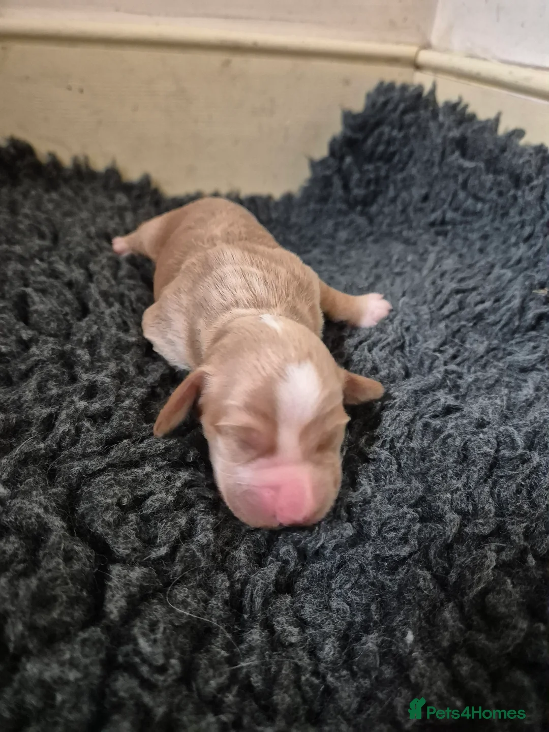 Cocker Spaniel dogs for sale: Working Cockers Spaniel Puppies  - Advert 13
