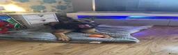 Mixed Breed dogs for sale: 1 yr old German shepherd mixed needs new home  in Pewsey - Advert 6