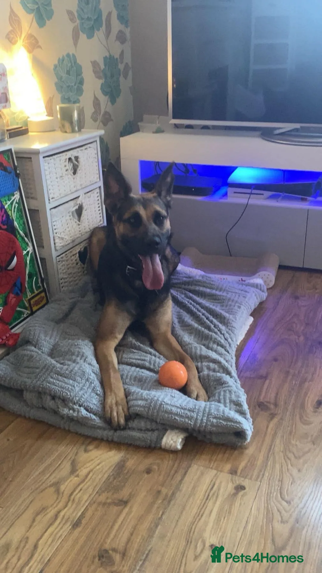 Mixed Breed dogs for sale: 1 yr old German shepherd mixed needs new home  in Pewsey - Advert 6