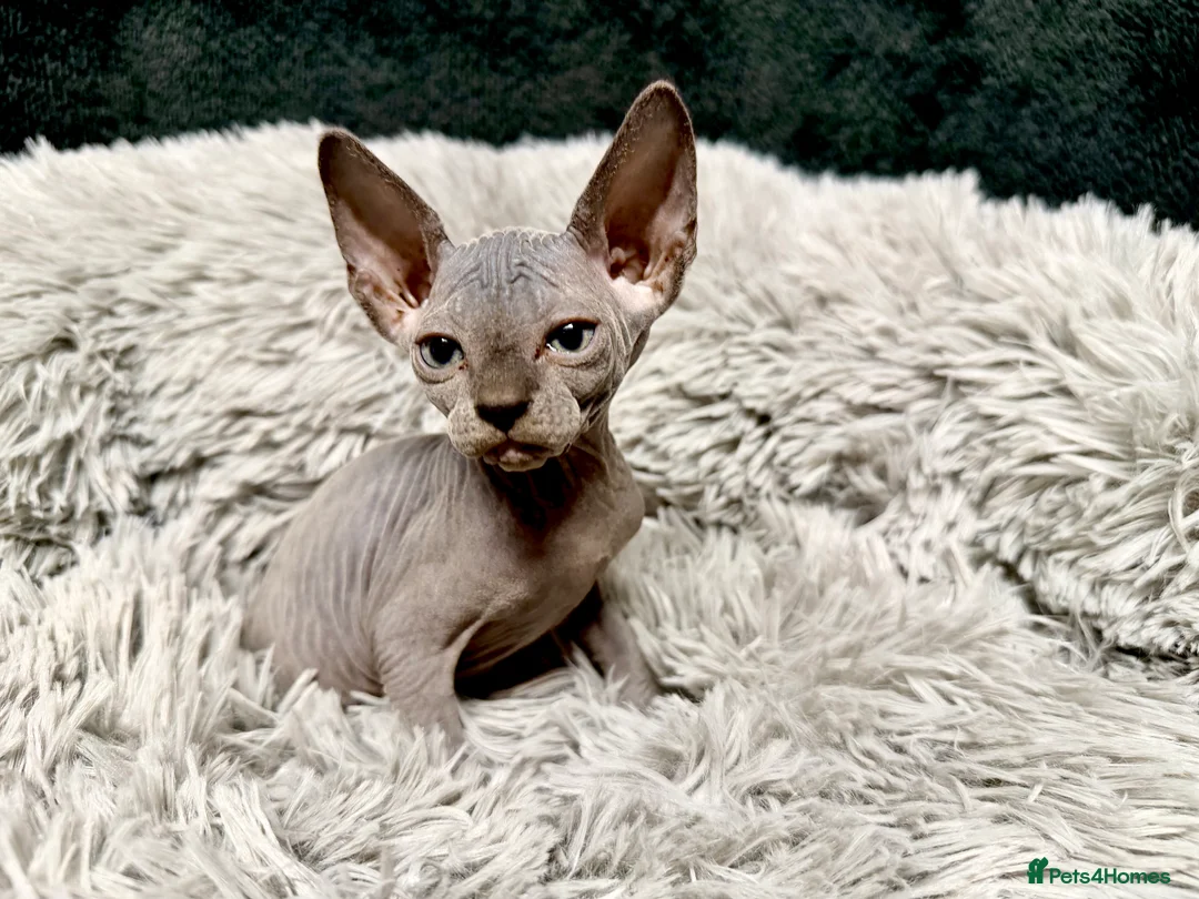Sphynx cats for sale: TICA Reg Sphynx Kittens, Extensive Genetic Testing - Advert 4
