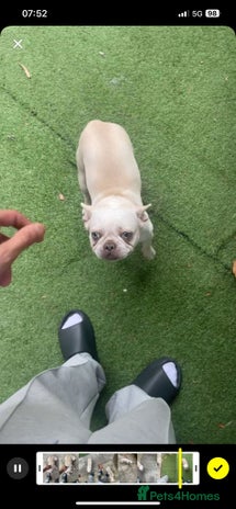 French Bulldog dogs Premium French Bulldog Puppies - Advert 1