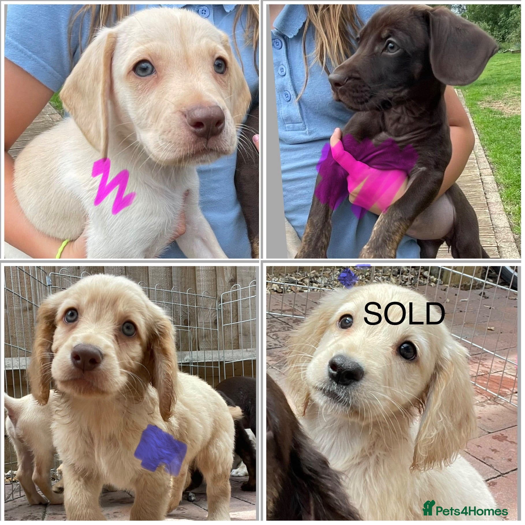 Mixed Breed dogs Beautiful Cocker GoldMaraner puppies  - Advert 18