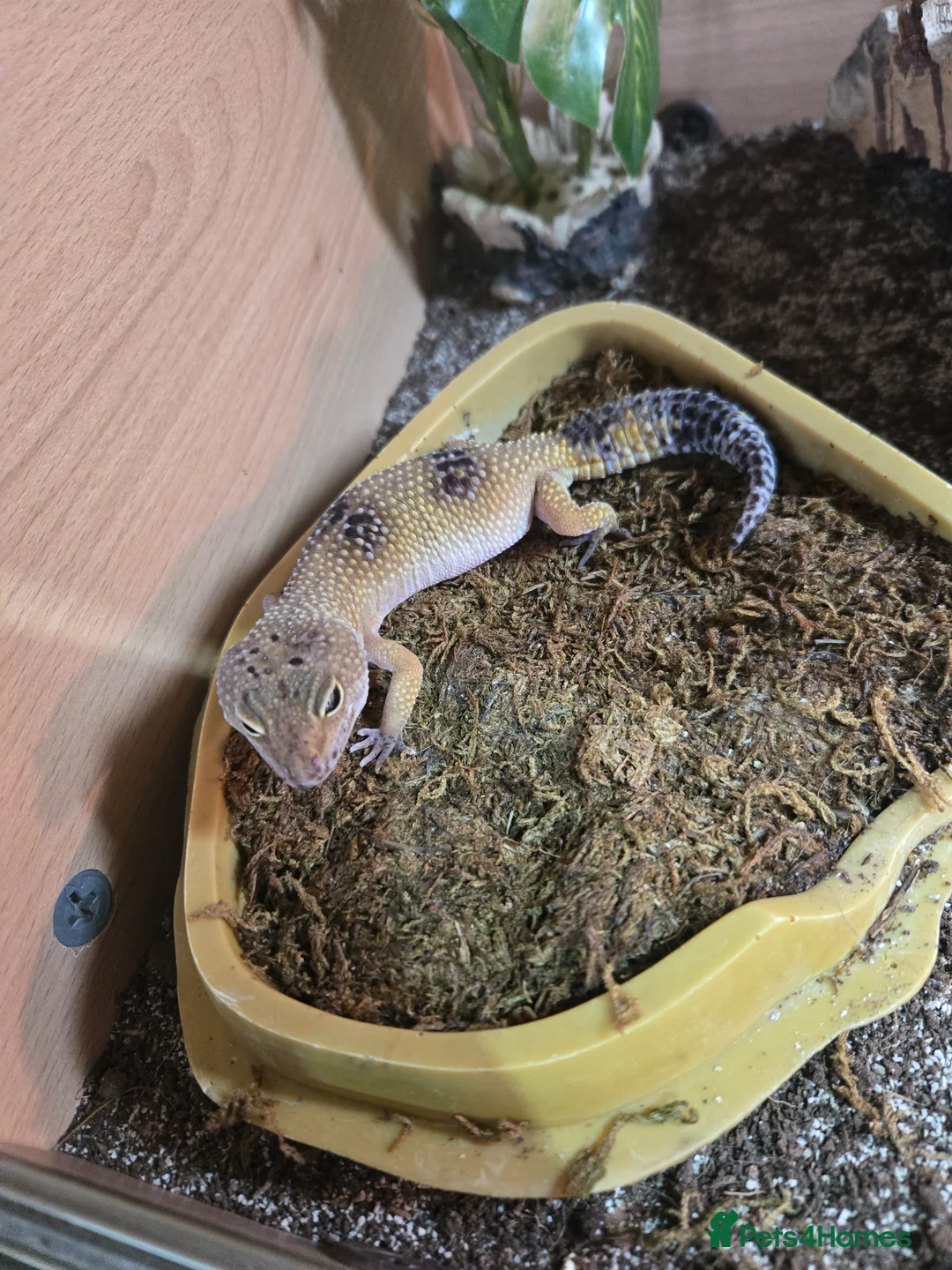 Leopard Gecko reptiles for sale: 2 albino leopard geckos and full enclosure  - Advert 2