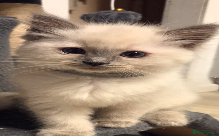 Ragdoll cats - Advert 3