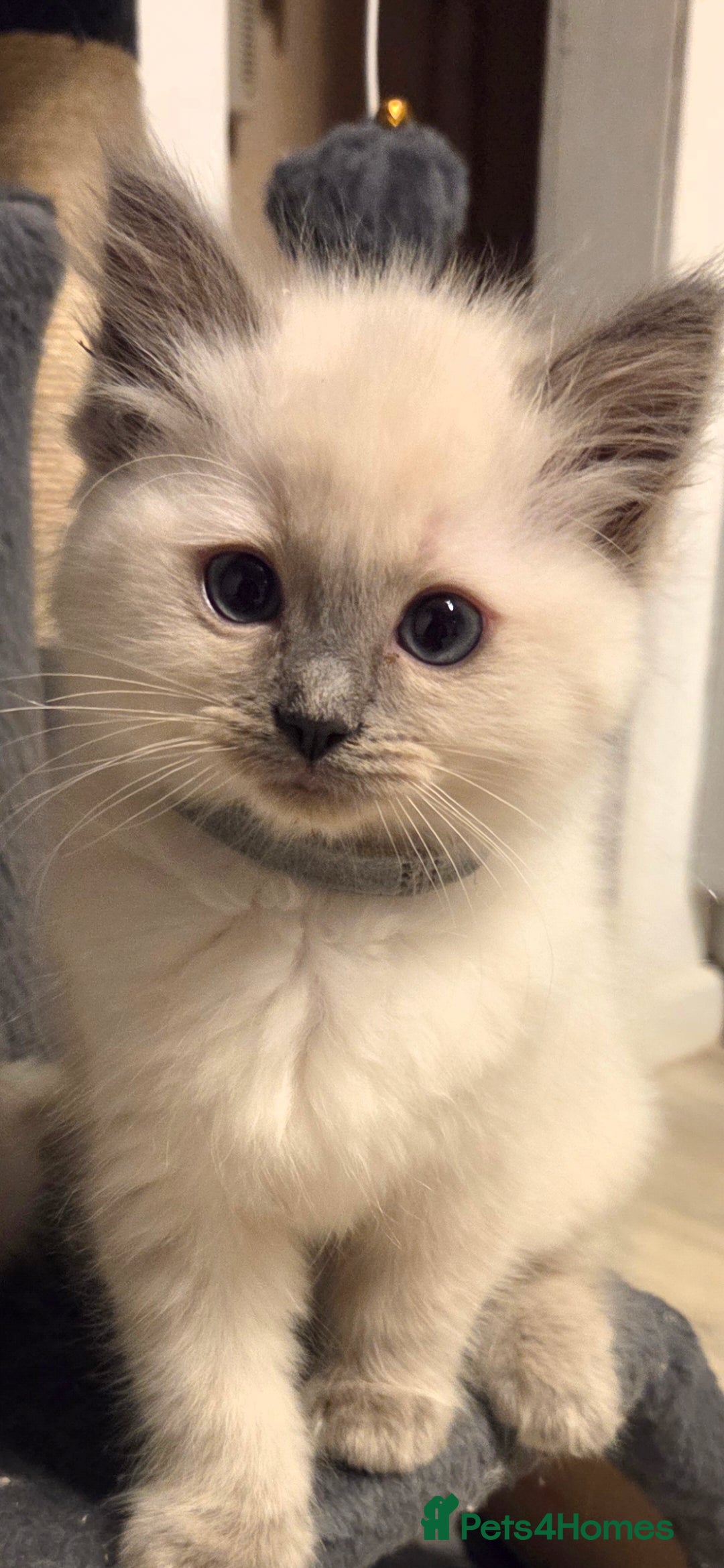 Ragdoll cats for sale: Pure blue mitted Ragdoll kittens - Image 1