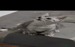 British Shorthair cats for sale: Active cute British short hair - Image 2