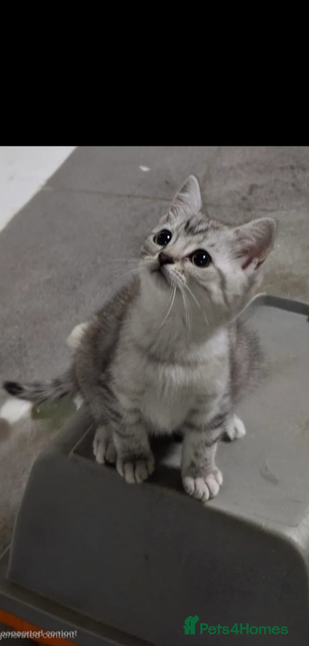British Shorthair cats for sale: Active cute British short hair - Image 2