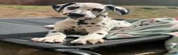 Dalmatian dogs for sale:  KC REGISTERED DALMATIAN PUPS  - Advert 1