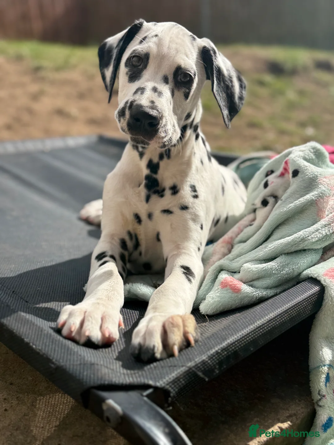 Dalmatian dogs for sale:  KC REGISTERED DALMATIAN PUPS  - Advert 1