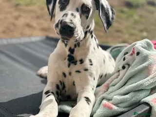 Dalmatian dogs 1 MALE LEFT! KC REGISTERED DALMATIAN PUPS - Advert 4