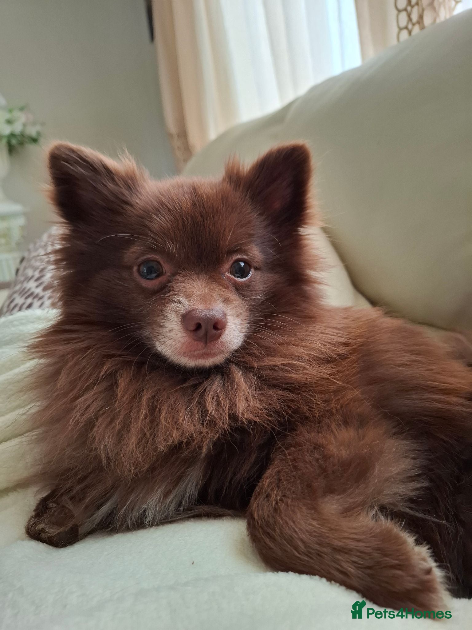 Pomeranian dogs Pomeranian  - Advert 1