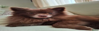 Pup