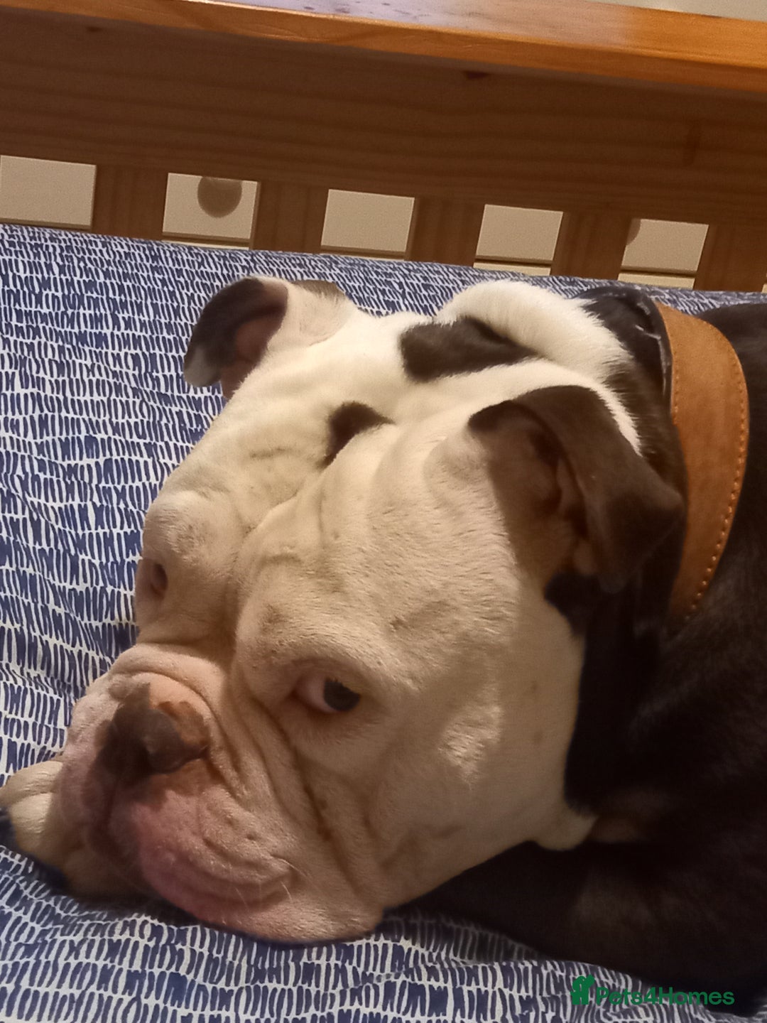 English Bulldog dogs for stud: Pedigree English bulldog for stud - Image 3