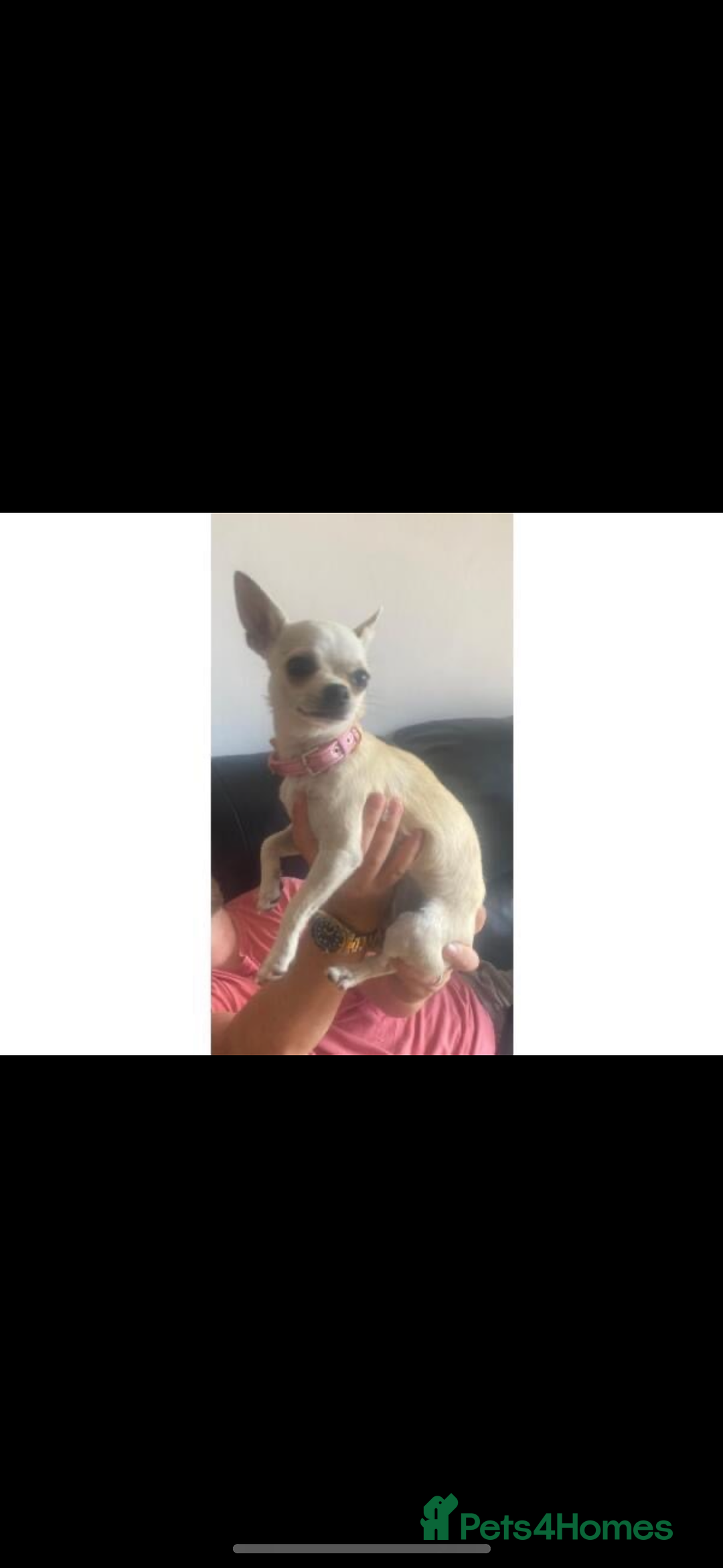 Chihuahua dogs for sale: Chihuahua and Pomchi puppies - Image 19