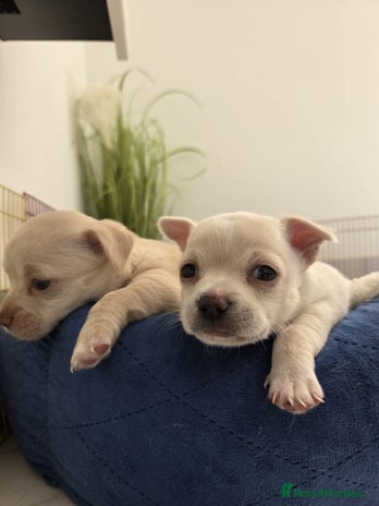 Chihuahua dogs - Advert 3