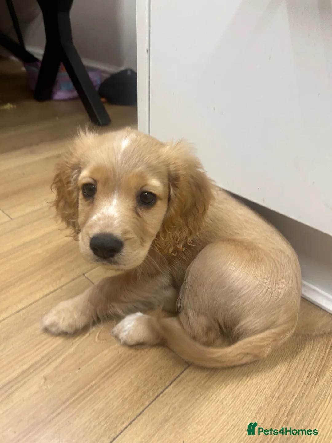 Cocker Spaniel dogs for sale: Female cocker spaniel  in Ipswich - Advert 1