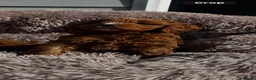 Cavapoo dogs for sale: Deep Red Cavapoo puppies  - Advert 7