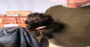 Cockapoo dogs - Advert 8
