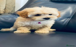 Maltipoo dogs for sale: Stuning Maltipoo Puppies Ready To Go - Image 7
