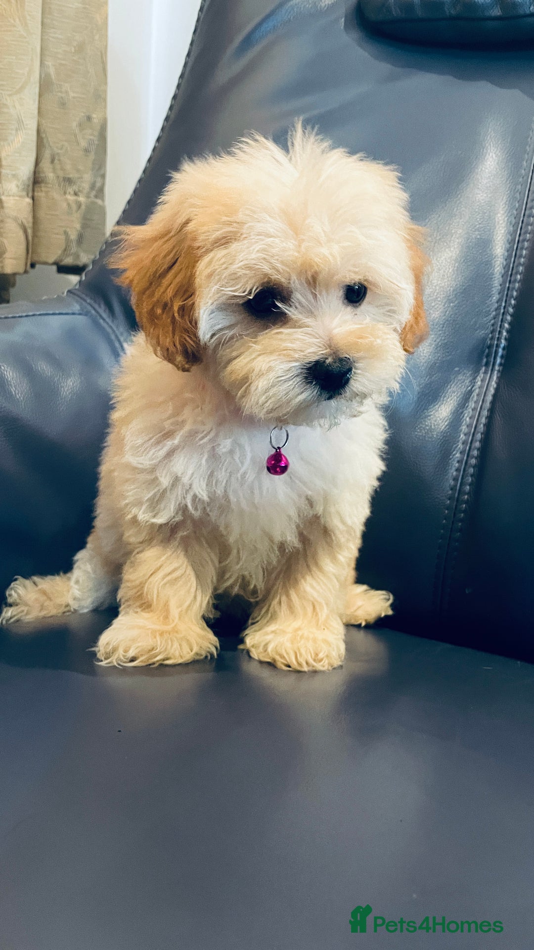 Maltipoo dogs for sale: Stuning Maltipoo Puppies Ready To Go - Image 7