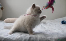 Ragdoll cats for sale: Active TICA princesses 👑❤️🩷💜 - Image 32