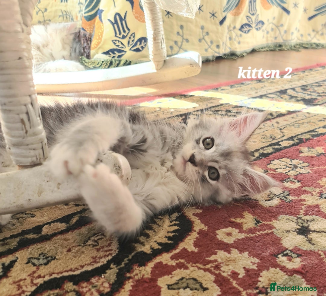 Maine Coon cats for sale: 2 MaineCoon boys - Image 10