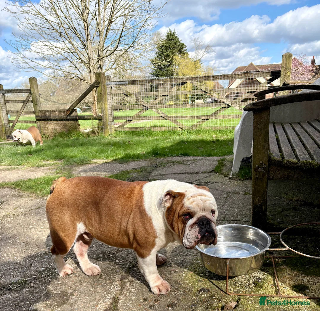 English Bulldog dogs for stud: KC HEALTH TESTED BULLDOG - Advert 2