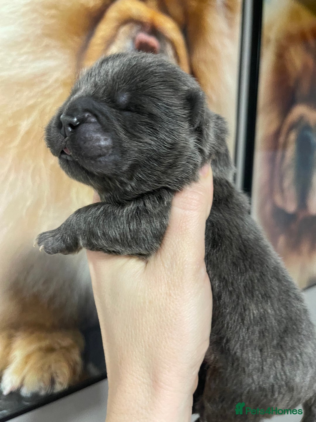 Chow Chow dogs for sale: 🧸🧸Beautiful Chow Chow Puppies🧸🧸 - Advert 24