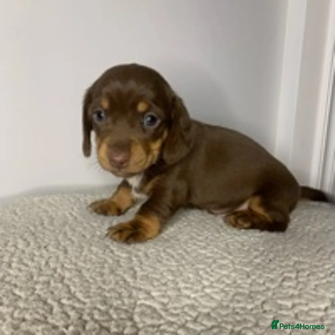 Miniature Dachshund dogs for stud: KC Reg Isabella & tan carrying long hair / pied in Welwyn - Advert 11