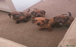 Miniature Dachshund dogs for sale: Miniature dachshund KC registered  - Image 5