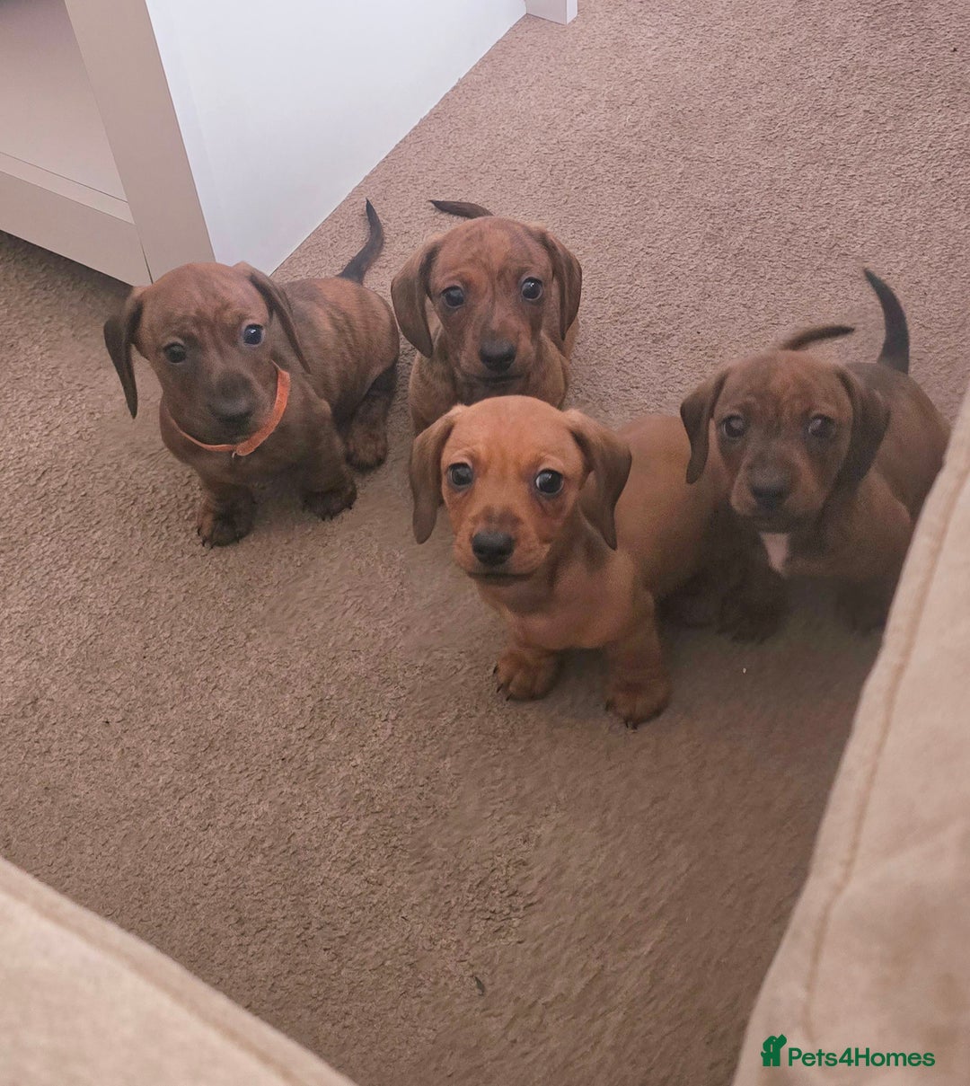 Miniature Dachshund dogs for sale: Miniature dachshund KC registered  - Image 5