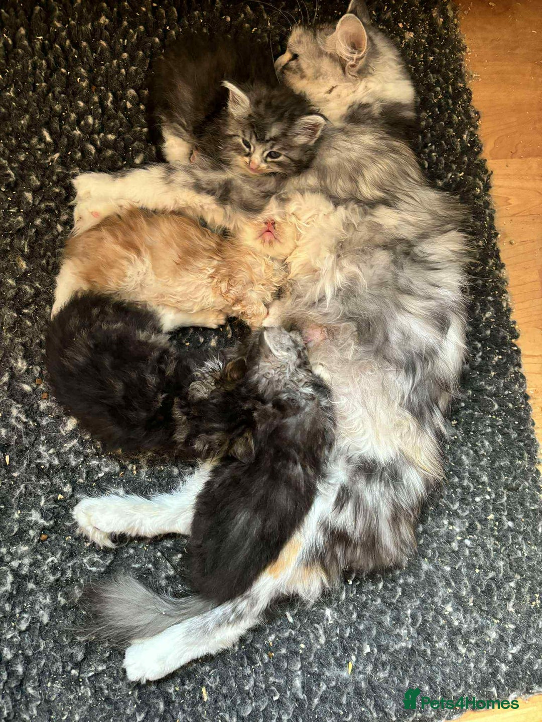 Siberian cats for sale: Siberian kittens - Image 3