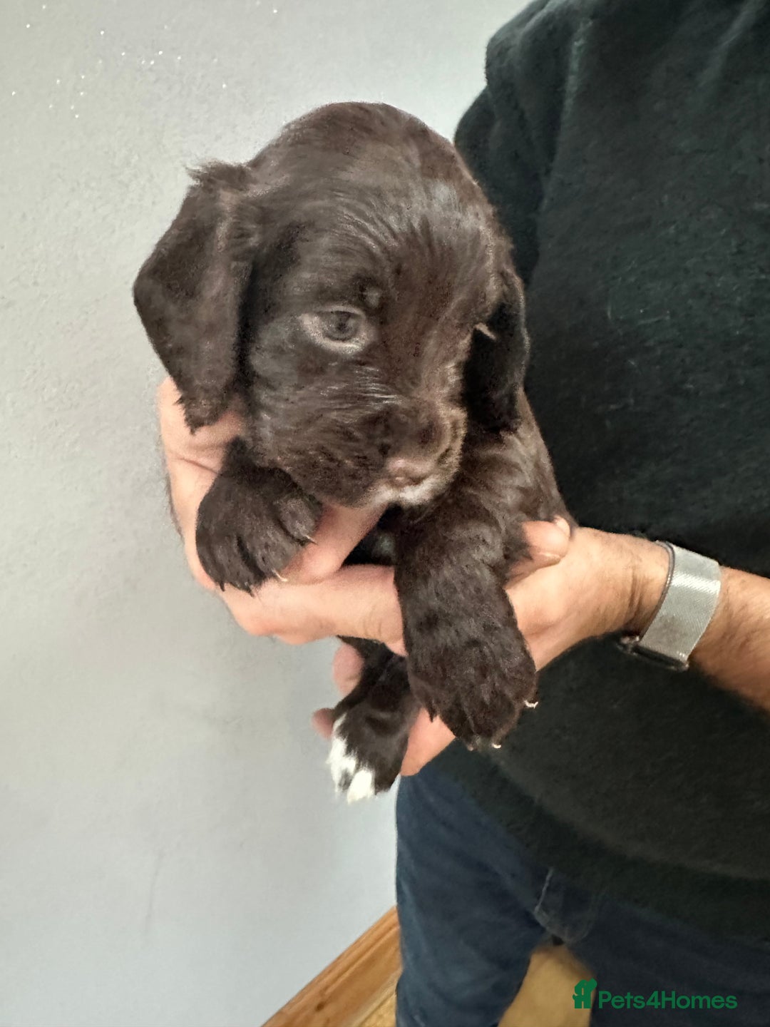 Cocker Spaniel dogs for sale: Beautiful litter of KC working cocker spaniels - Image 14
