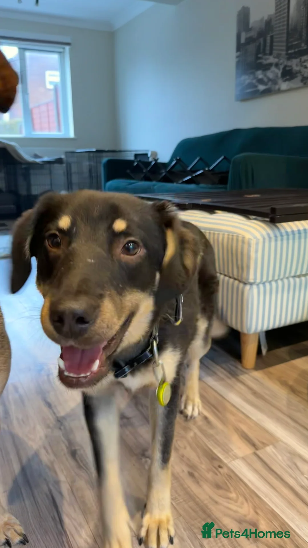 Mixed Breed dogs for adoption: Sweet Scout 💙 Gentle Boy, Loves Dogs!  - Advert 4