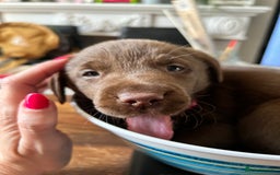 Labrador Retriever dogs for sale: Beautiful Labrador puppies 4 coats colour  - Image 25