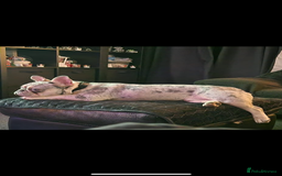 French Bulldog dogs for stud: JIM BOY is for stud DWKC registered no AI in West Molesey - Image 15