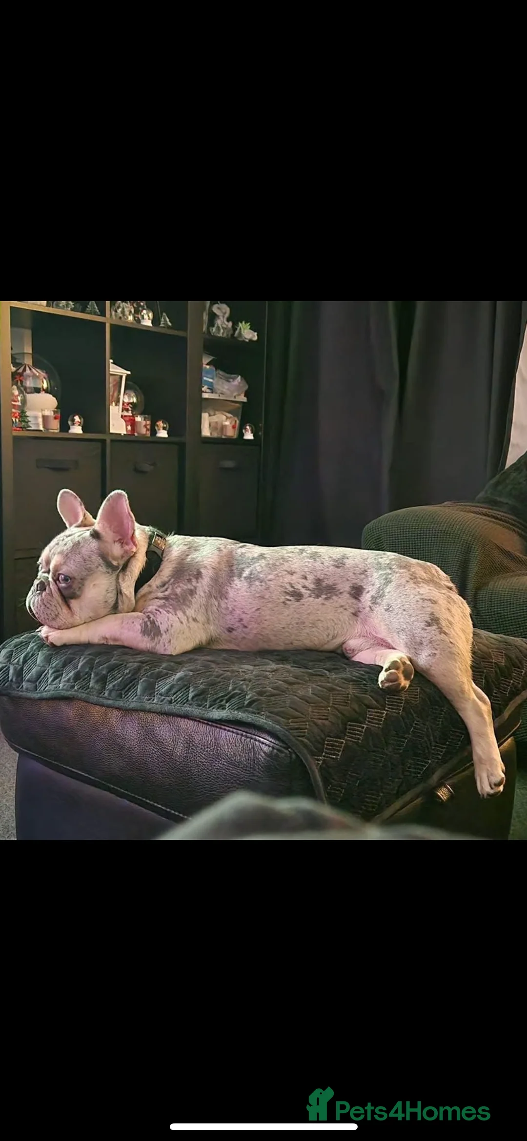 French Bulldog dogs for stud: JIM BOY is for stud DWKC registered no AI in West Molesey - Advert 15