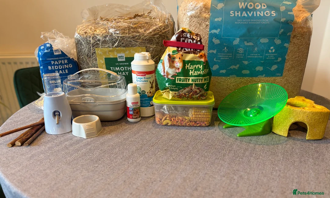 Hamster rodents for sale: Dwarf hamster in Dundee - Advert 7