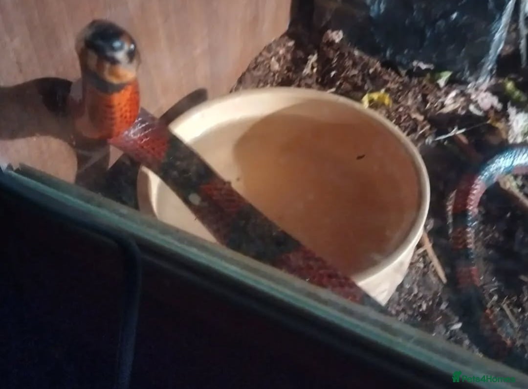 Milk Snake reptiles for sale: Hondurian milkshake for sale - Image 3