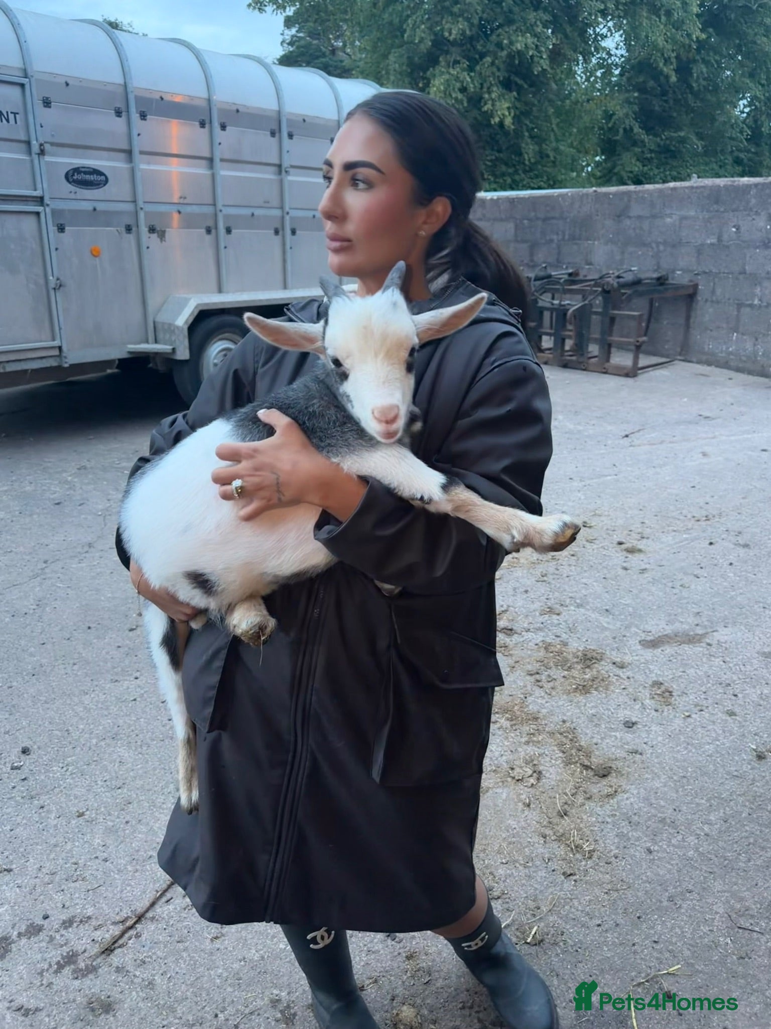 Goats livestock 2 beautiful Pygmy kids ❤️ - Advert 8