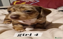 Dachshund dogs for sale: 7 beautiful dachshunds puppys - Image 27