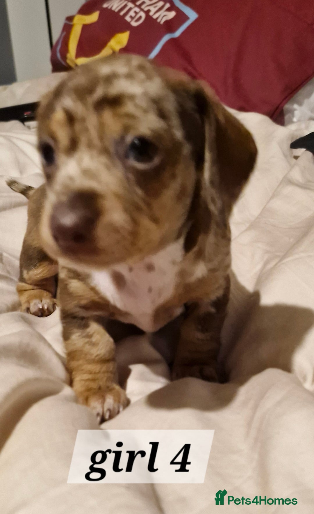 Dachshund dogs for sale: 7 beautiful dachshunds puppys - Image 27