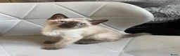 Bengal cats for sale: BEAUTIFUL❤️ OUTSTANDING FELINES KITTENS 🐈‍⬛❤️ - Advert 23